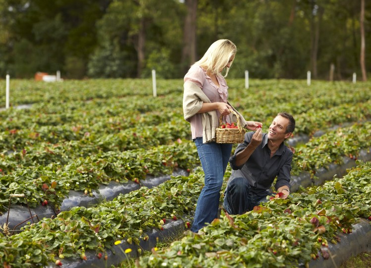 Fruit Picking